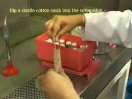 Youtube Cotton Swab Diffuser Antibiotic