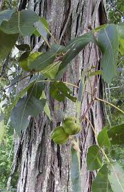 Shagbark hickories are found throughout most of the eastern united states and are easy to identify. Shagbark Hickory Nut Shagbark Hickory Nuts Recipe Maple Nut Cookies Tree Identification Fruit Trees Edible Landscaping