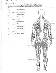 The back comprises the dorsal part of the neck and the torso (dorsal body cavity) from the occipital bone to the top of the tailbone. Anatomy Coloring Muscles Azspringtrainingexperience Back Muscle Exercises Pectoralis Leg Muscle Coloring Worksheet For Students Worksheets One Digit Division With Remainders Random Grade Generator Math Word Problems Algebra Common Core Math Test Generator