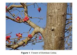 Image result for Bombax
