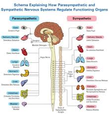 Vagus Nerve Yoga For Balance Dr Arielle Schwartz Nervous System Anatomy Autonomic Nervous System Parasympathetic Nervous System