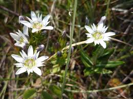 Image result for Gentianaceae