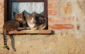 Cats In The Window Kedi Kopek Pencereler
