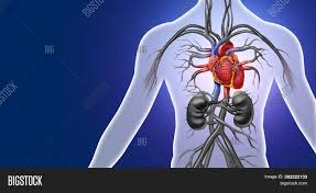 The aorta is divided into four sections: Human Heart Anatomy Image Photo Free Trial Bigstock