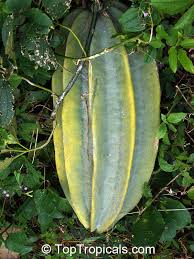 Image result for Telfairia occidentalis