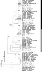 Image result for Ascolepis capensis