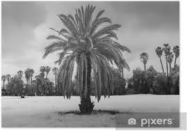 Office worker vector woman professional officer clerk businessman female lady face emotions et isolated flat character illustration. Poster Palmier Sur Un Jour Nuageux Horizontal Noir Et Blanc Pixers Nous Vivons Pour Changer