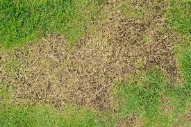 We did not find results for: How To Add Topsoil To An Existing Lawn Top Soil Lawn Lawn And Landscape