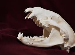 Hey Diesen Tollen Etsy Artikel Fand Ich Bei Https Www Etsy Com De Listing 688079839 Echte Dachs Schadel Praparatoren Statue New Zealand