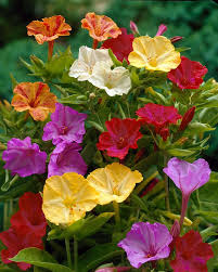 Image result for Mirabilis jalapa