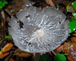 Image result for Coprinus lagopides