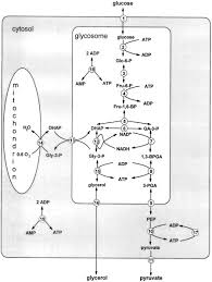 Underbrace(c_6h_12o_6)_color(red)(glucose) + 2nad^+ + 2hp_i + 2adp → underbrace(2c_3h_3o_3)_color(red)(pyruvate) + 2h_2o + 2nadh + 2h^+ + 4atp the structures of glucose and pyruvate are What Controls Glycolysis In Bloodstream Form Trypanosoma Brucei Journal Of Biological Chemistry