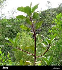 Image result for Rapanea