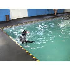 Canine Therapies, Preston