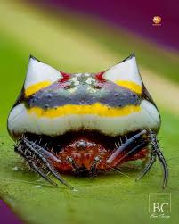 Image result for Poecilostachys
