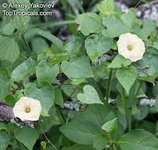 Image result for Ipomoea obscura