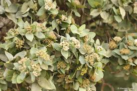 Image result for Syzygium cordatum