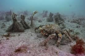 See 2,123 traveller reviews, 1,270 candid photos, and great deals for st. Thousands Of Seed Bags Planted In England S Largest Seagrass Planting Effort Falmouth Packet