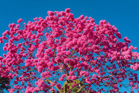 Image result for Handroanthus