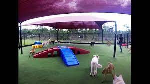 Composed of four barrier islands between fort myers and the bonita beaches, you'll. All American Pet Resorts Fort Myers Youtube