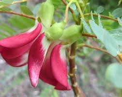 Image result for Craibia grandiflora