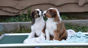English shepherd puppies for sale in pa, as well as indiana, new york, ohio and other states. Home