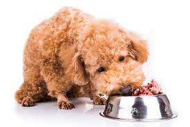 We did not find results for: Focusing On Protein In The Diet Petmd