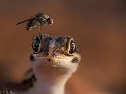 Zoological Society of Southern Africa (ZSSA): Welcome to ZSSA