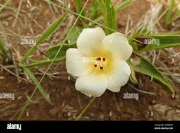 Image result for Hibiscus aethiopicus