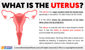 Image result for uterus