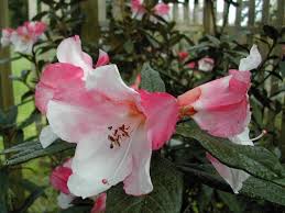 Rhododendron Edgeworthii