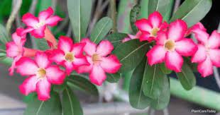 Is Desert Rose Plant Poisonous Or Toxic Plant Care Today