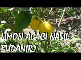 2 hafta içinde bir sulanmalıdır. Limon Agaci Ve Mandalina Agaci Nasil Budanir Youtube Organik Bahcecilik Fikirleri Agac Organik Bahcecilik