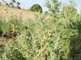Image result for Artemisia afra