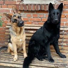 Maybe you would like to learn more about one of these? Short Haired German Shepherd Puppies For Sale Vic Pets Lovers