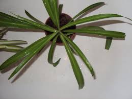 Image result for Chlorophytum sparsiflorum