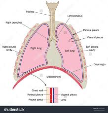 The Lungs Trachea And Bronchi Mediastinum And Detail Of Chest Wall And Pleurae Created In Adobe Illustrator Eps 10 Human Body Organs Lunges Trachea