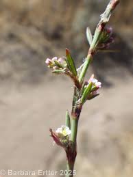 Image result for Polygonum aviculare