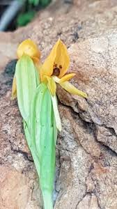 Image result for Platycoryne