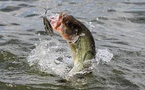During The Spring Bass Will Be Moving To Shallow Waters To Spawn Flat Areas And Backwaters Are Good Choices For Finding Spawning Bass Immediately After Spawn