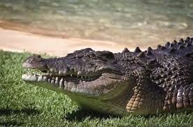 Crocodile | Habitat, Species, Diet, & Facts | Britannica