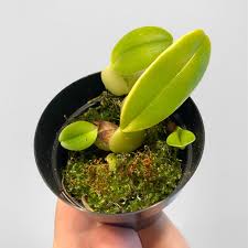 Image result for Bulbophyllum prorepens