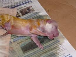Herpesviruses are divided into three subfamilies and those of veterinary importance are chiefly mucosal pathogens that establish latency within sensory the fading puppy syndrome is caused by canine herpesvirus, and bacterial septicaemia caused by e. What Is The Cause Of A Yellow Discharge On A Newborn Puppy