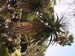 Image result for Aptosimum marlothii