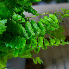 Image result for Nephrolepis