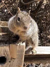 Super Friendly Rock Squirrel At Zion National Park Posing For His School Pictureshttps I Redd It Czsofg73xst01 Jpg Animals Beautiful Squirrel Funny Animals