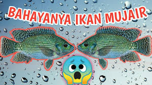 Check spelling or type a new query. Tak Disangka Ikan Mujair Ada Bahayanya Lho Youtube