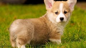 Get a boxer, husky, german shepherd corgi in dogs & puppies for rehoming in ontario. 10 Things Only Pembroke Welsh Corgi Owners Understand