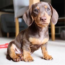 Dogsofinstaworld Dog Dog Education Puppy Click On The Link Below To Educate Your Dogs Easily Dog Supplies Dog Supplies List Puppies And Kitties