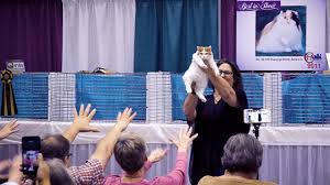 The cat fanciers' federation, also known as cff, is one of the oldest feline registries in the united states. Cfa International Cat Show 2018 Best Of The Best Youtube